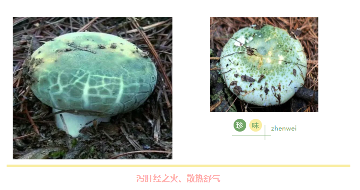 菌類揭秘：青頭菌護肝，羊脂菌潤肺，硒含量驚人，超越人參、豬肉