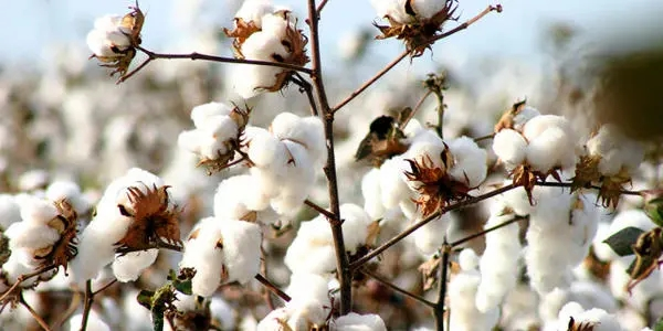 Naturalis REDIVIVUS Organic Cotton Knitted Jacquard Mattress Fabric (9)